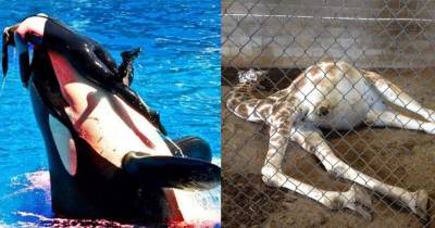 Images From SeaWorld And The Zoo That&rsquo;ll Break Your Heart