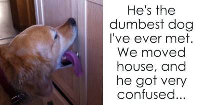 Right After They Move Into A New House, This Couple Notices Their Dog Doing Something Hysterical.