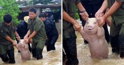 Incredible Reaction Of Pig Rescued From Flood Amuses Netizens