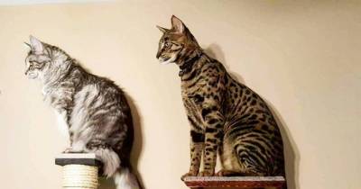 Proud Cat Parent Holds Two Guinness World Records.