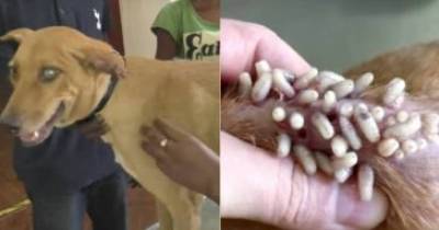 Dozens Of Live Maggots Being Squeezed From A Dog&rsquo;s Flesh Will Give You Nightmares