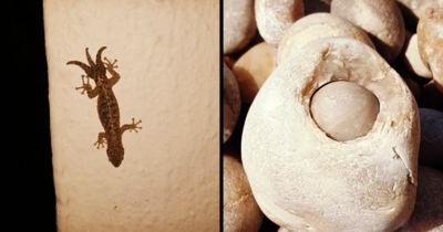 16 Times Nature Did Whatever It Felt Like Doing