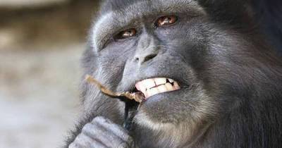 In A Bizarre Turn Of Events, Mother Monkey Is Observed Eating Her Mummified Baby.