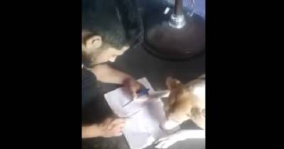 Man Filmed Beating Helpless Dog Because It Can&rsquo;t Write The Alphabet