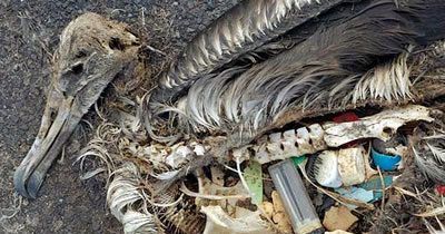 After You See These Pictures You Will Want To Recycle Everything!