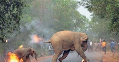 Grievous Footage Shows Elephant Mother And Her Baby Set On Fire By Angry Mob