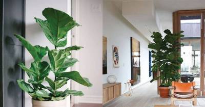 The Benefits Of Having A Plant At Home