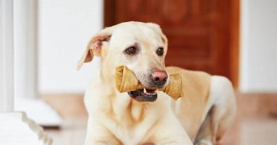 Dog Bone Treats Could Be Deadly, FDA Warns