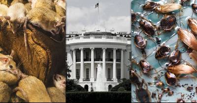Apparently, The White House Is Infested With Vermin!