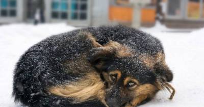This New Law Has Made It Illegal To Leave Your Dog Out In The Cold