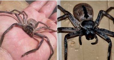 Experts Say That Spiders Could Possibly Wipe Out Humanity In Just One Year