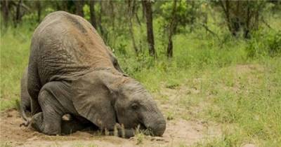 Check Out These Animals Who Like To Get High Even More Than People Do