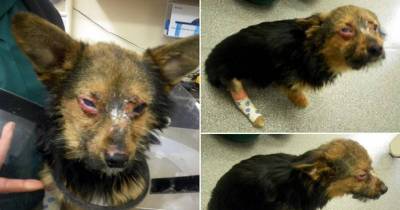 Teenagers Broke This Dog&rsquo;s Legs And Set Him On Fire But He Survives And Still Loves People
