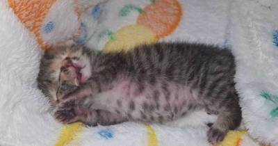 Veterinarians Are Totally Baffled Over This Kitten Who Was Born With Two Faces