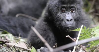 A Gorilla Who Was Stolen And Kept As A Pet For 5 Years Meets Another Gorilla For The First Time, His Reaction Was Priceless