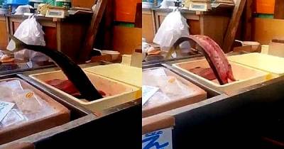 The Start Of A Zombie Apocalypse? Shocking Viral Video Shows 'Zombie Fish' Reanimating