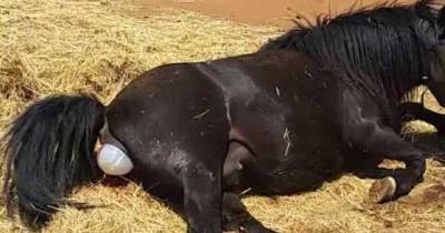 Pregnant Horse Is Ready To Give Birth Then Her Owners Are Shocked To See An Impossible Miracle