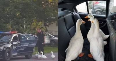 Four Ducks Sneak Out, End Up Getting Arrested For Loitering