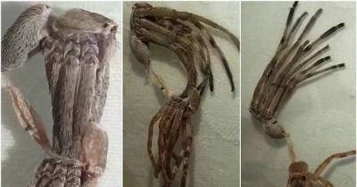 Strange Video Footage Of An 'Alien' Shedding Its Skin Has Been Found