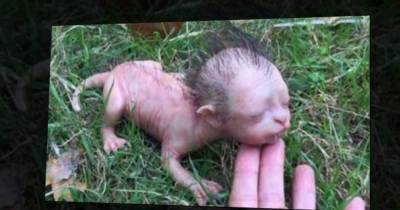 Police Have Been Forced To Deny That A Weird Looking Cat-Human Hybrid Has Been Found Wandering The Streets