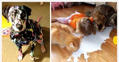9 Reasons You Should Probably Never Leave Your Kids Alone With Your Pets.