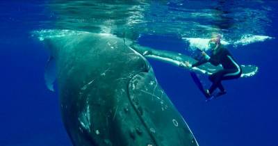 Whale Protects Diver From Approaching Shark In Amazing Video