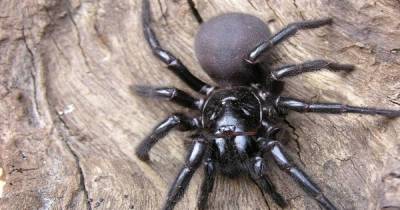 Ten-Year-Old Boy Survives A Bite From One Of The World's Most Deadliest Spiders