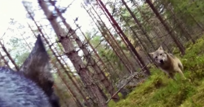What A Wolf Attack Looks Like: Dog Wearing GoPro Is Attacked By Wolves