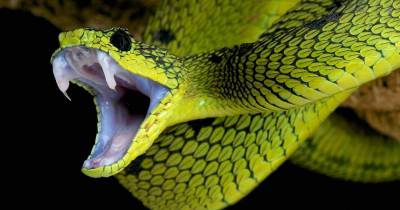 These 10 Animals Can Be Omens When They Cross Your Path