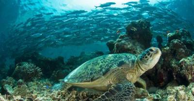 Sea Turtles Are Turning Female Here&rsquo;s Why