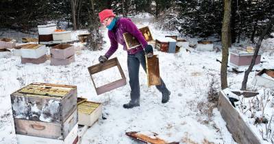 Juveniles Arrested For Destroying Half A Million Bees Effectively Wiping Out Sioux City Honey Business