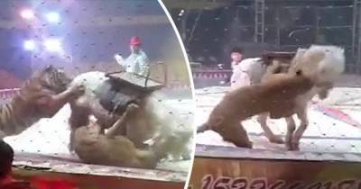 Lion And Tiger Voilently Attack A Horse In Circus Stunt Gone Wrong