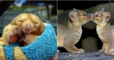 These Are The Cutest Little Animals You Will Ever See.