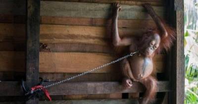 Baby Orangutan Was Rescued After Being Found Chained To A Kitchen Shelf
