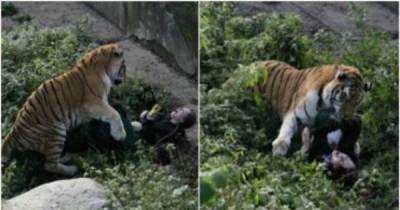 While Terrified Tourists Looked On, This Siberian Tiger Mauled A 16-Year-Old Zookeeper.