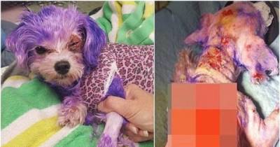 This Tiny Maltese Pup Almost Died After Having Her Fur Dyed