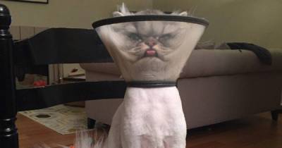 Hilarious After Vet Visit Moments That Will Have You Falling Out Of Your Chair In Laughter