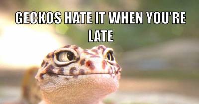 Here Are A Few Random Funny Gecko Facts For You Lizard Enthusiasts