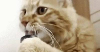 Funny Cat Gifs Because Who Doesn't Love A Little Furball.