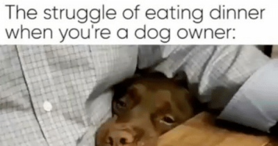 This Is What It's Like To Own A Dog