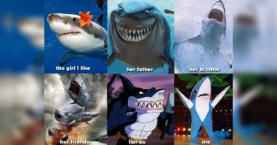 Shark Memes To Make You Feel Like It's Always Shark Week