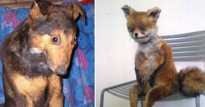 Taxidermist Fails That Are So Bad The Souls Of The Animals Are Crying