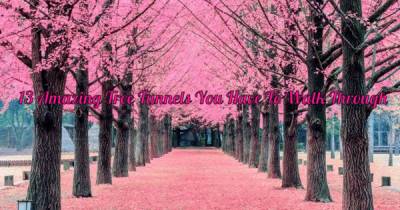 You Absolutely Must Take A Stroll Through These 13 Romantic Tree Tunnels