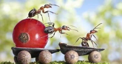 10 Common Mistakes You Might Be Making That Attract Pests To Your Home