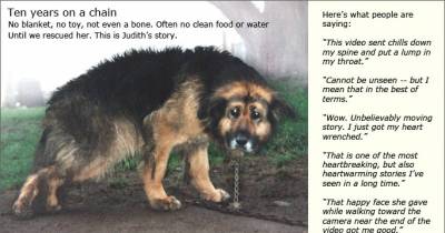 Happy Ending Rescue Story Of Neglected Dog Chained For 10 Years