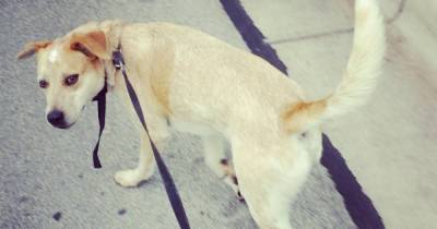 Dog Shock Collars &ndash; The Good And The Bad: Here Is Why You Should Never Use Shock Collars