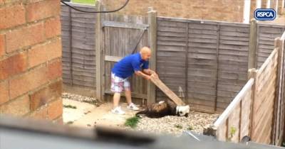 Heartbreaking Video Shows Man Abusing Friend's Bulldog With Plank Of Wood