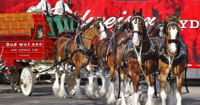 Check Out Our Top Ten Favorite Budweiser Clydesdale Commercials