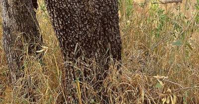 Can You Find All Of The Animals Hidden In These Pictures?