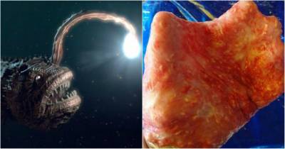 Man Gets Parasitic Infection After Pleasuring Himself With Angler Fish